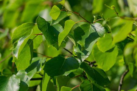 close up of green birch leaves. Natural background