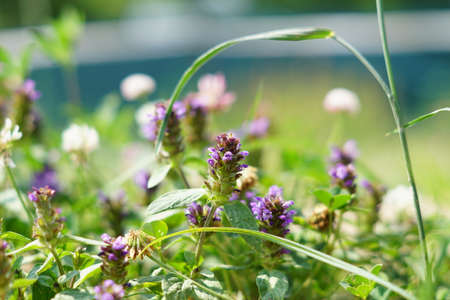 close up of purple meadow flowers in the garden