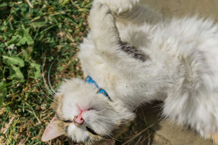 stray cat  lying on the groundの写真素材