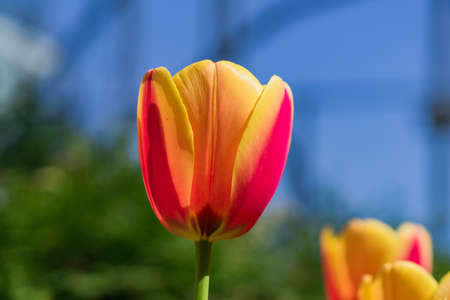 close up of bright blooming yellow and orange tulips