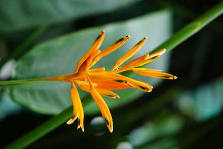 exotic red heloconia flower on tropical tree in the forestの写真素材