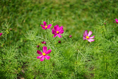 blooming violet cosmos flowers in the garden on green background.