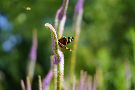 Veronicastrum virginicum, butterfly sitting on purple flower in the garden
