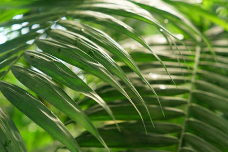 close up of  palm leaves in tropical forest, floral background