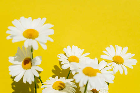 camomile flowers on a bright yellow background, copy space for textの写真素材
