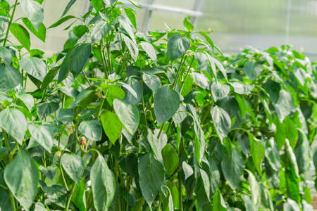 organic farm food, agriculture and harvest concept - green bell pepper palnts in a greenhouse....