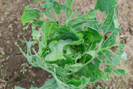 top view of cabbage damaged by insects
