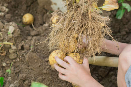 Little boy helps harvesting organic potatoes on the field. Natural vegetable agriculture food