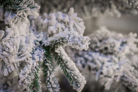 winter background. Close up of frosted branches, christmas and new year conseptの写真素材