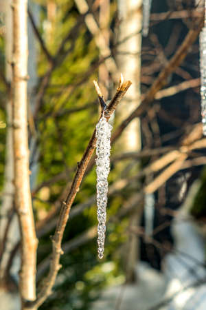 transparent icicle hanging on tree branch. Christmas decorationの写真素材