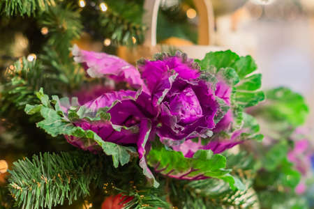Christmas and New Year holidays background. Christmas tree decorated with cabbage. Celebration...