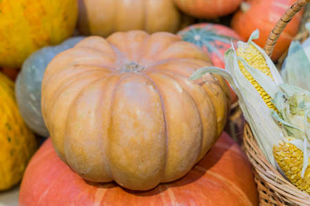 Autumn nature concept. Fall vegetables close up. Thanksgiving dinner and decoration. Corn and pumpkinの写真素材