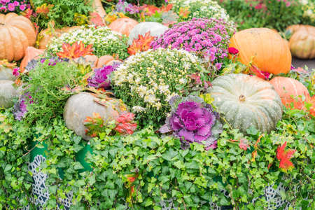 Halloween autumn decoration of pumkins and chrysanthemum flowers on street. Rural market concept;の写真素材