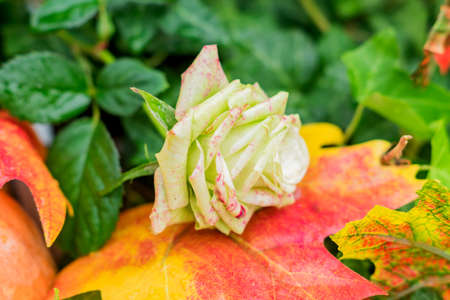 a white rose on red maple leaf, autumn ntural backgroundの写真素材