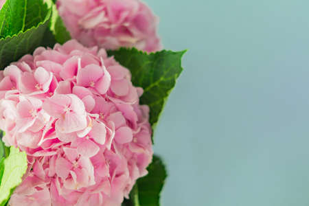 beautiful blooming pink hydrangea flowers on blue background with copy spaceの写真素材
