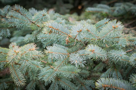 branches of blue spruce, natural background, selective focus.