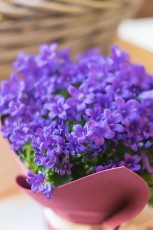 Campanula domestic flower packed for gift.