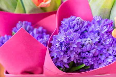 beautiful blooming bouquet of purple hyathynts