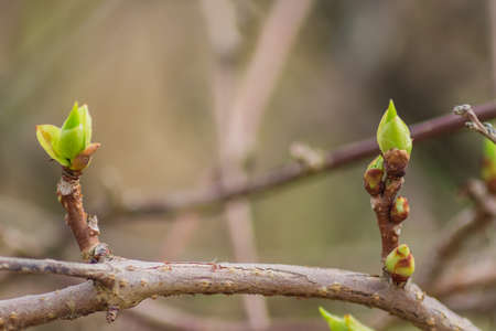 close up of tree branch with first leaves buds. Spring background with copy space.の写真素材