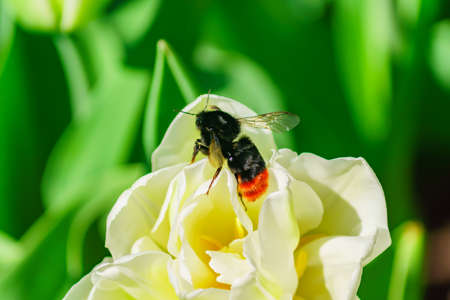 Beautiful white tulip and bumblebee on the field