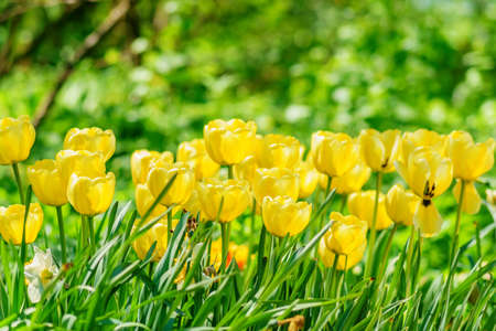 Field of yellow tulips. Flower background. Summer garden landscapeの写真素材