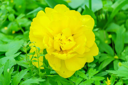 Close up of yellow tulip. Flower background. Summer garden landscape
