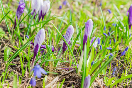 Colorful purple crocus and Blue scilla siberica flowers blooming on a sunny Spring day in the...