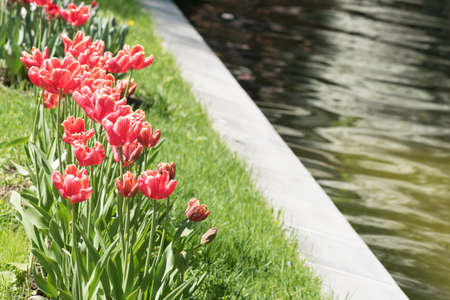 Beautiful blooming pink tulips growing on the bank of the riverの写真素材