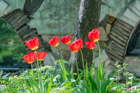 blooming red tulips in city flowerbed. Flower background. Summer garden landscape.の写真素材