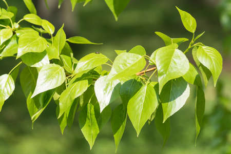 green poplar leaves isolated on white background.の写真素材