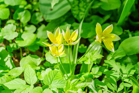 Close up of yellow tulip on green background. Flower background. Summer garden landscape