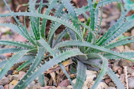 Aloe arborescens. tiny succulents or cactus in desert botanical garden and stone pebbles backgroundの写真素材