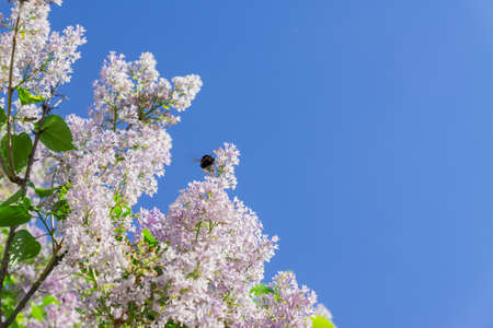 bumblebee collects pollen from a lilac blossom. Insects in nature. Spring vibes.の写真素材