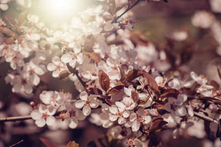 beautiful sakura cherry blossom. Toned image.の写真素材