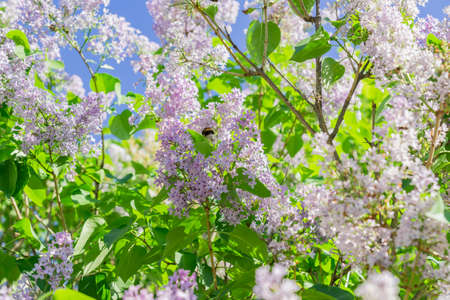 bumblebee collects pollen from a lilac blossom. Insects in nature. Spring vibes.の写真素材