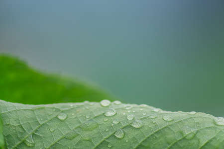 Back side of green cherry leaf with drops of water. foliage background