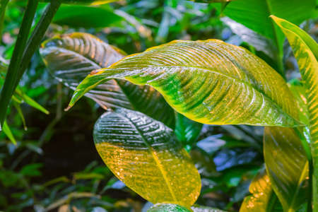 tropical leaves after the rain. Jungle nature background.の写真素材