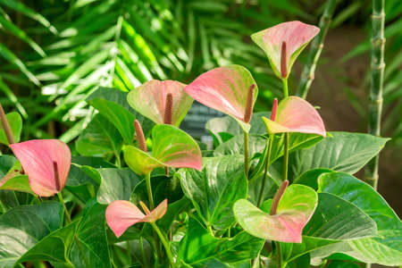 Pink blooming anthurium flowers in the tropical gardem. Natural backgroundの写真素材