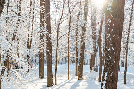 Frossty winter landscape. Trees in snow in the park