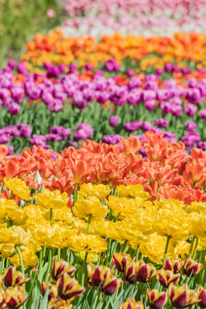 Field of yellow, red, purple tulips. Flower background. Summer garden landscape