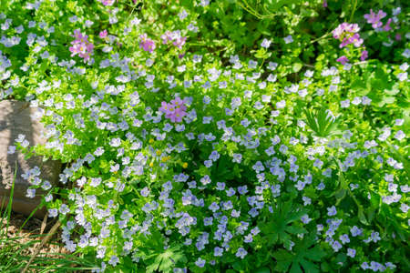 beautiful blooming background of small forest flowers.