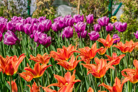 Field of red and purple tulips. Flower background. Summer garden landscapeの写真素材