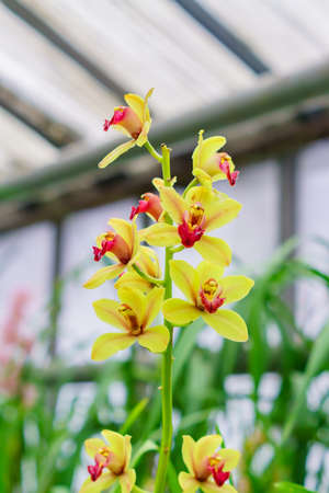 yellow exotic orchid flowers in botanical garden