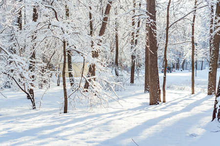 Frossty winter landscape. Trees in snow in the parkの写真素材