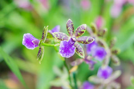 yellow and violet exotic orchid flowers in botanical gardenの写真素材