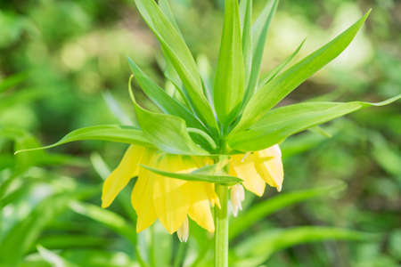 close up of beautiful bloomig plant with yellow flowers.の写真素材
