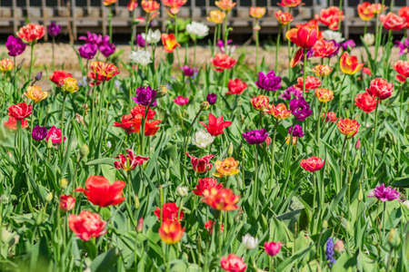 Blooming field of multicolored tulips. Flowering spring garden. Natural backgroundの写真素材