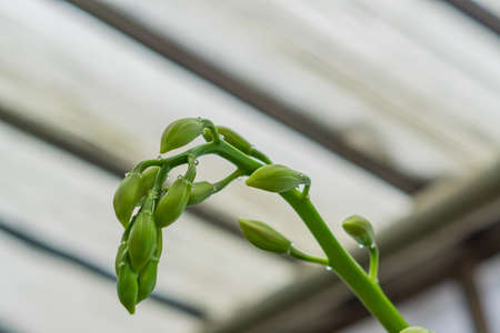 buds on branch of exotic orchid flowers in botanical garden