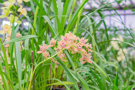 pink exotic orchid flowers in botanical gardenの写真素材