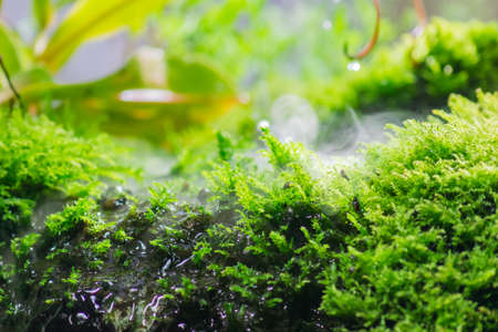 tropical pond surrounded green plants and mossの写真素材